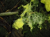 Fuligo septica image