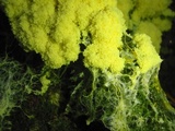 Fuligo septica image