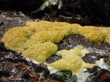 Fuligo septica image