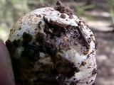 Hymenogaster sublilacinus image