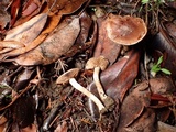 Hebeloma quercetorum image