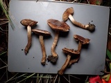 Hebeloma quercetorum image