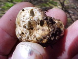 Hymenogaster sublilacinus image