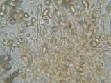 Hebeloma quercetorum image