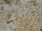 Hebeloma quercetorum image