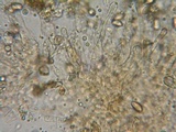 Hebeloma quercetorum image