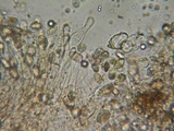 Hebeloma quercetorum image