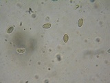 Hebeloma quercetorum image