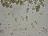 Hebeloma quercetorum image