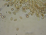Hebeloma quercetorum image