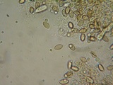 Hebeloma quercetorum image