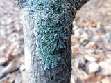Myelochroa galbina image