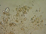 Hebeloma quercetorum image