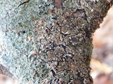 Myelochroa galbina image