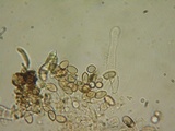 Hebeloma quercetorum image