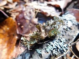 Platismatia tuckermanii image