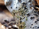 Melanohalea septentrionalis image