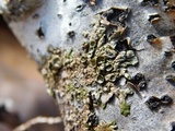 Melanohalea septentrionalis image