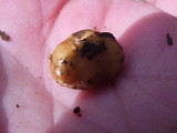 Tuber gibbosum image
