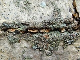 Phaeophyscia rubropulchra image