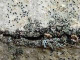 Phaeophyscia rubropulchra image