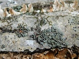 Phaeophyscia rubropulchra image