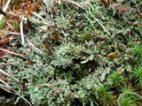 Cladonia subradiata image