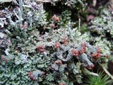 Cladonia subradiata image
