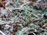 Cladonia subradiata image