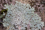 Physcia americana image
