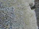 Porpidia albocaerulescens var. albocaerulescens image