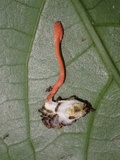 Cordyceps nidus image