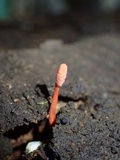Cordyceps nidus image