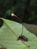 Ophiocordyceps curculionum image