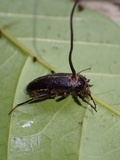 Ophiocordyceps curculionum image