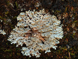 Heterodermia speciosa image