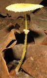 Leucocoprinus fragilissimus image