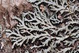 Heterodermia hypoleuca image