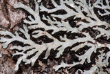 Heterodermia hypoleuca image