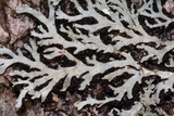Heterodermia hypoleuca image