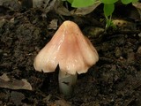 Hygrocybe calyptriformis var. calyptriformis image