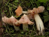 Hygrocybe calyptriformis var. calyptriformis image