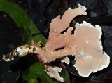 Hydnodon thelephorus image
