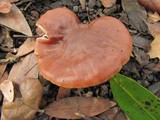 Hygrocybe colemanniana image