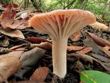 Hygrocybe colemanniana image