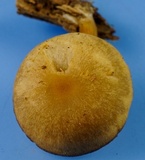 Callistosporium luteo-olivaceum image