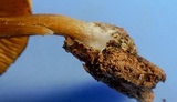 Callistosporium luteo-olivaceum image