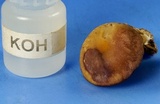 Callistosporium luteo-olivaceum image