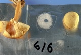 Callistosporium luteo-olivaceum image
