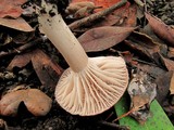 Hygrocybe colemanniana image